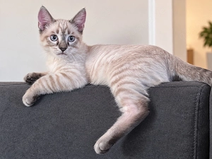katze (tabby point)