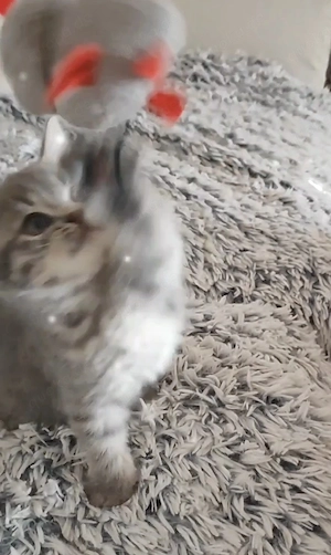 BKH Kitten 