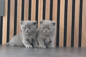 BKH-Kitten in blau, reinrassig 