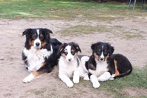 Australian Shepherd Blue Merle Harlekin Color