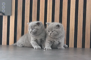BKH-Kitten in blau, reinrassig 