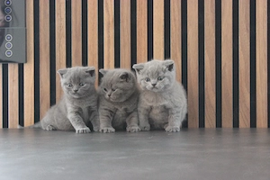 BKH-Kitten in blau, reinrassig 