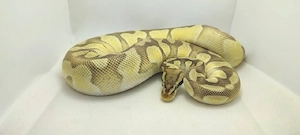 Königspython Enchi Mojave Pastel aus privater Haltung