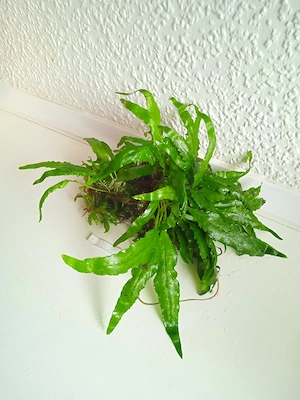 Javafarn (Microsorum pteropus)