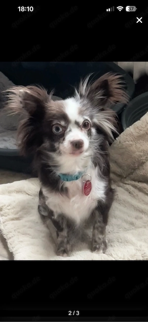 Chihuahua Hündin in liebevolle Hände abzugeben