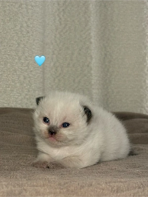 BKH Kitten 