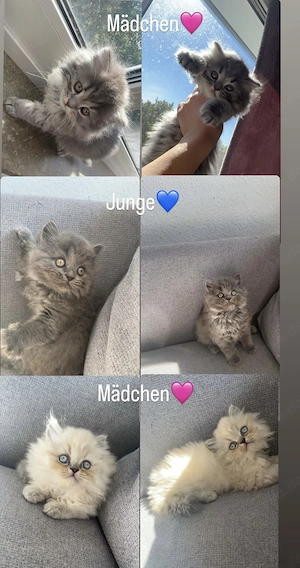 Drei wunderschöne BLH-Kitten suchen ein liebevolles Zuhause