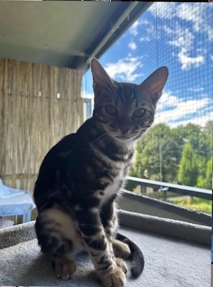 Bengal Jungtier männlich