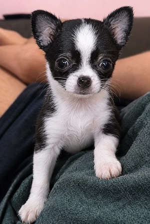 Chihuahua-Welpe sucht dringend ein liebevolles Zuhause