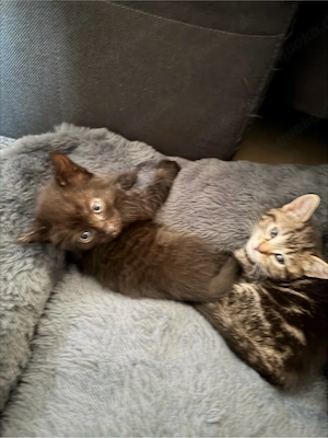    Süße Katzenbabys suchen ein Zuhause 
