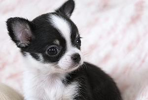 Chihuahua-Welpen suchen ein liebevolles Zuhause