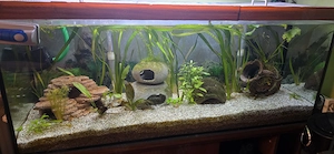 2 Axolotl inkl. Aquarium 120x50x50 & Zubehör 
