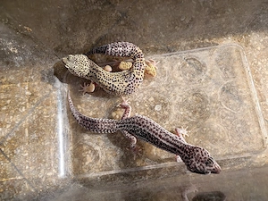 Leopardgecko