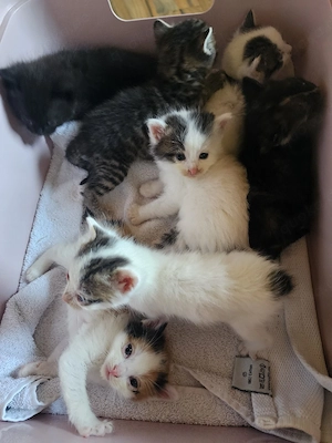 Streunerkatze -Babys bekommen 