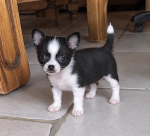 Süße Chihuahua-Hündin mit Papieren sucht Traumzuhause