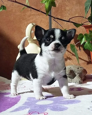Chihuahua-Welpe, 12 Wochen alt, sucht Familie