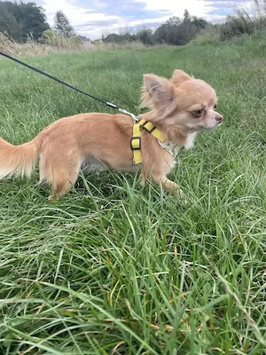 Chihuahua langhaar hundin mit Stammbaum teacup