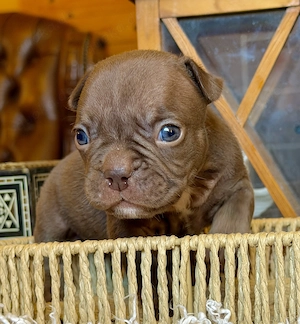Premium Französische Bulldoggen Welpen aus promovierter Zucht 