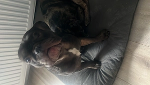 Französische Bulldogge Mia (4 Jahre) sucht ihr Zuhause auf Lebenszeit