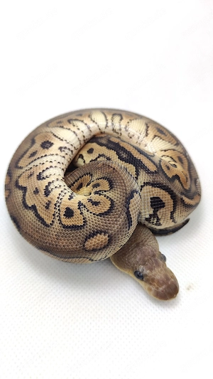 Königspython Black Pastel Cypress Clown aus privater Haltun