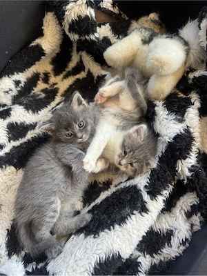 Babykatze 