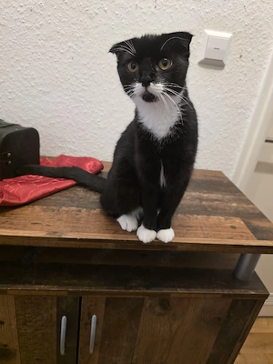 katzen abzugeben 