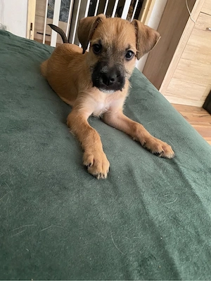 American bulldog mix welpe