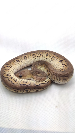 Königspython Black Pastel Cypress Clown aus privater Haltung 