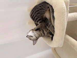Katze, (fast) 7 Monate sucht neues Zuhause
