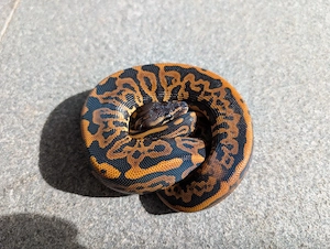 Königspython Blackpastel Leopard 