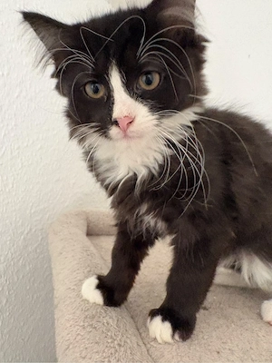 Baby Katzen