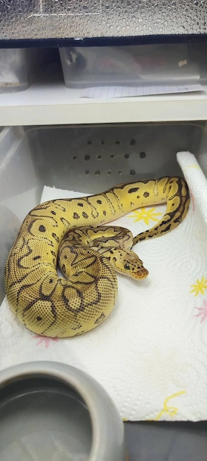 Königspython Pastel poss. Yellow Belly Clown aus privater Haltung 