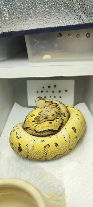 Königspython Pastel poss. Yellow Belly Clown aus privater Haltung