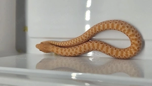 Heterodon nasicus. Hakennasennatter 