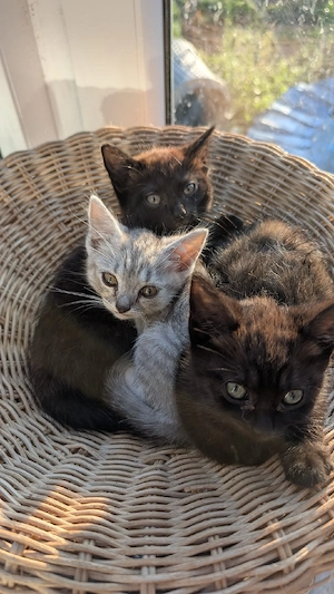 Katzen Kitten