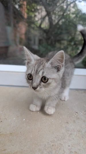 2 Katerchen 