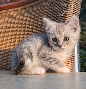 2 kleine Katzenkinder