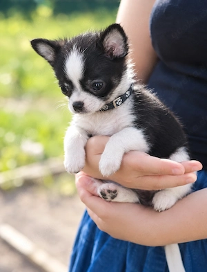 Chihuahua-Welpe sucht dringend ein liebevolles Zuhause
