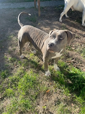 American Bully XL Hündin welpen 