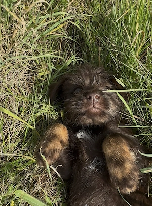 Yorkshire Terrier Mix