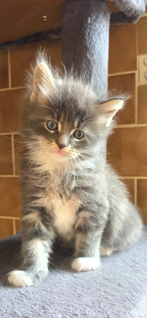 maine coon XXL 