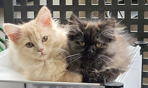 Blh Britisch Langhaar 3 Kitten