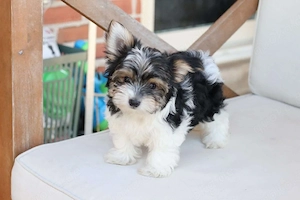 Yorkshire-Terrier-Welpen zur Adoption