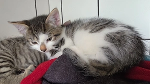 1 zuckersüße kitte
