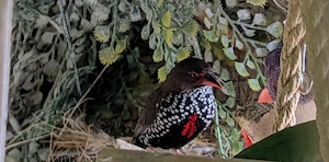 Gemalte Amadinen Hennen Jungtiere Vögel