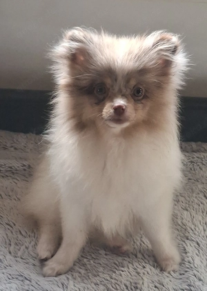 Pomchi Mädchen in seltenener Farbzeichnung 