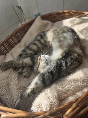 Maikätzchen sucht