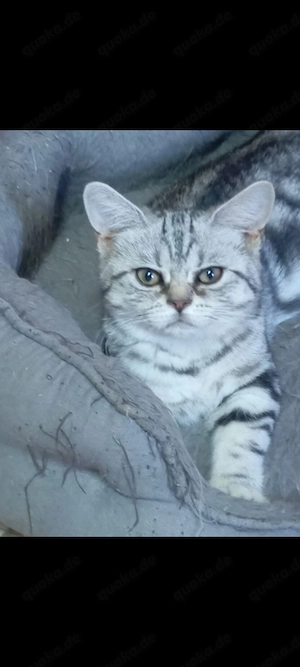 Wiskas Mädchen Katze 