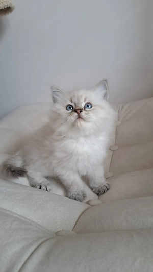 Neva masquarade Kater mit Stammbaum männlich sibirische