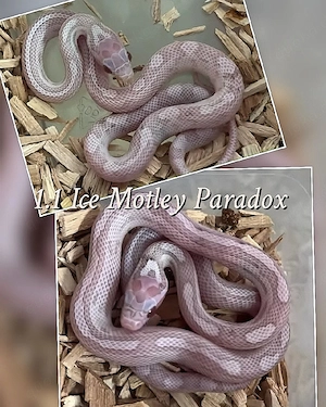 1.1 Ice Motley Paradox Kommentar 